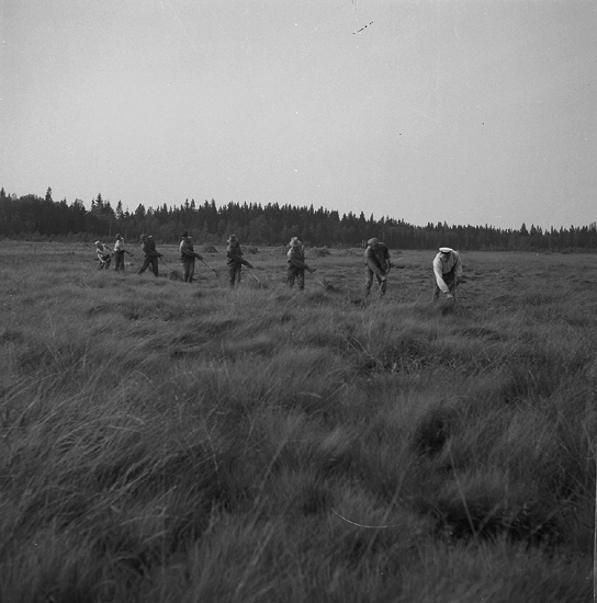 Slåtter och bärgning av madhö på Dällingen, Drättinge, 1942.