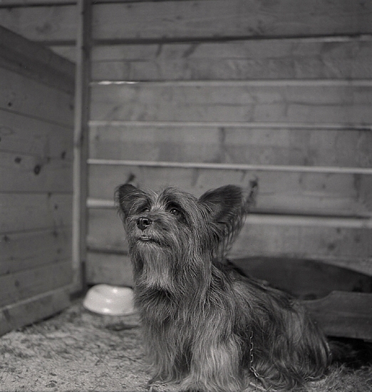 Jaktens dag och hundutställning. En yorkshireterrier poserar för fotografen.