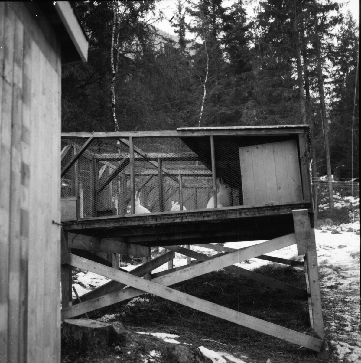 Vardens arkiv. "Harefarm på Rjukan" 06.01.1954