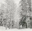 Blackstads kyrka. Foto från öster (från Hallingebergsvägen), taget före avverkningen i mars 1969.