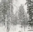 Blackstads kyrka. Foto från öster (från Hallingebergsvägen), taget före avverkningen i mars 1969.