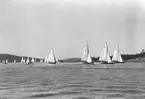 Gävle Segelsällskap. År 1925. Norrlandsregattan i Sundsvallsfjärden, bl.a. runt Alnön.