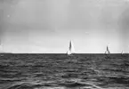 Gävle Segelsällskap. År 1925. Norrlandsregattan i Sundsvallsfjärden, bl.a. runt Alnön.