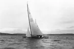 Gävle Segelsällskap. År 1925. Norrlandsregattan i Sundsvallsfjärden, bl.a. runt Alnön.