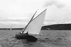 Gävle Segelsällskap. År 1925. Norrlandsregattan i Sundsvallsfjärden, bl.a. runt Alnön.