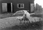 Får och ett lamm