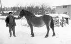 Pehr Åhlander, W. Hästbo, Torsåker, med sin häst.