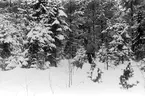 Okänd Lenningebo på skidtur på 1910-talet.