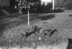 Hunden och de två hundvalparna tillhör troligen familjen Bellander från herrgården. Foto i september 1918.