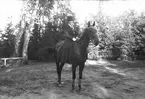 Fru Ella Bellander till häst. Foto i september 1918.