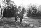 En av fru Bellanders söner till häst. Foto i september 1918.