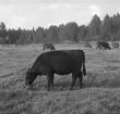 Hushållningssälskapet reportage från Ulfsparres gård i
Kungsgården med bl.a nye landshövdingen som gäst.  21 september 1950.