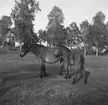 Hushållningssälskapet repotage från Ulfsparres gård i
Kungsgården med bl.a nye landshövdingen som gäst.  21 september 1950.