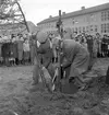 Gävle stads Sparbank, plantering av ek vid Nynäs. 31 oktober 1950.