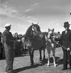 Hållnäs Lantbruksutställning. Uppland den 6 augusti 1949