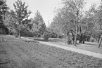 Adolf Ahlgrens trädgård. Den 27 maj 1943