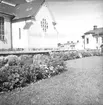 Plantering vid Staffans kyrka. Reportage för Arbetarbladet. Juli 1939