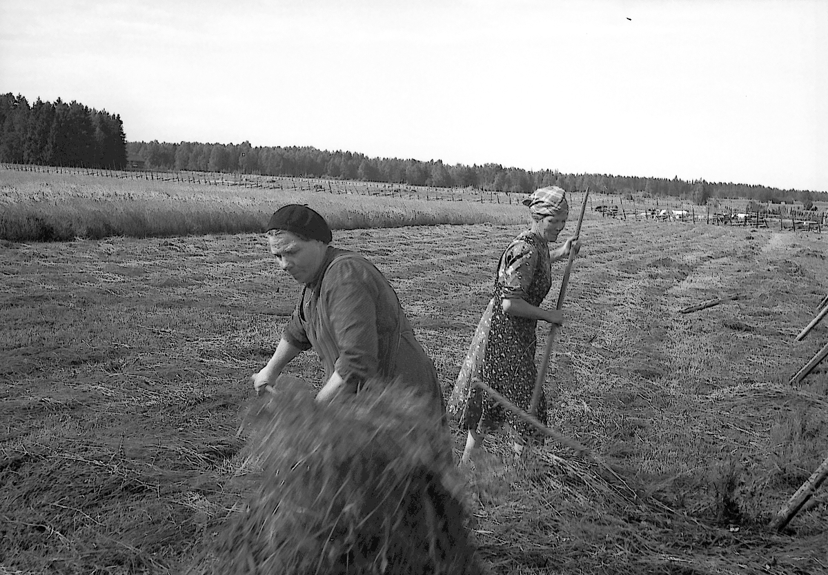 Systrarna Stina och Karin Jonsson hässjar hö på gården Jon-Jons i Trödje. Namnet Johansson är alltså en felskrivning. Systrarna ärvde gården 1935 och brukade den tillsammans. . Reportage för Norrlandsposten.