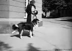 Wahlström Fru med hund. Juni 1939