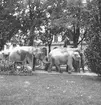 Cirkus Zoo, ankomst till stan. Augusti 1944