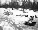 Furuviks djurpark. Fåglar i snön