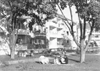 År 1956. Bostadshusets grönområde