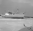 Den 27 januari 1954. Gävle Varv. Båten M/S Lombardia