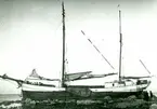 Holländaren Gertje. Strandad vid Hälluddsviken 1923.