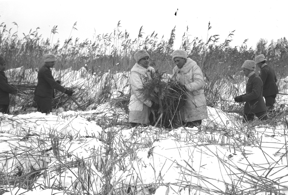 Vintervassskörd


Februari 1942