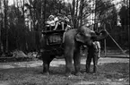 Furuviksparken invigdes 1936

Folkdanslaget Furuviks Ungdomslag och
Barnkabarén blev Furuviksbarnen