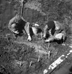 Björköbygget i Hille. 1947. Reportage för Norrlands-Posten.