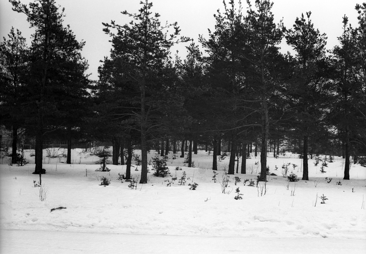 HSB. 1945. HSB en kooperativ bostadsrörelse i Sverige, landets största bostadskooperation för bosparande, planering, finansiering, byggande och förvaltning. Stod tidigare för Hyresgästernas sparkasse-och byggnads-förening, numera används enbart förkortningen. Den första föreningen bildades den 6 juli 1923 i bostads-nödens Stockholm. HSB-föreningarna är sammanslutna till HSB Riksförbund, bildat 1924 på initiativ av arkitekten Sven Wallander. HSB var banbrytande inom en lång rad områden. Bl.a de första daghemmen och de första sopnedkasten. HSB var banbrytande i utvecklingen av boendet. Redan på 1920-talet byggde HSB bostäder med badrum i varje lägenhet och gemensamma tvättstugor med moderna maskiner. För att rationalisera och minska byggkostnaderna infördes en särskild HSB-standard som fick stå modell för svensk standardisering av byggandet. Under efterkrigstiden utvecklade HSB en rad egna industriverksamheter som t. ex ett stenbrott för brytning av marmor i Kolmården och flera snickerifabriker. Dessa verksamheter avvecklades under 1980-talet. Fram till slutet av 1970-talet bedrev HSB småhusproduktion genom Borohus AB och man hade ett eget byggföretag, HSB Bygg AB, som avvecklades i slutet av 1990-talet samt ett vårdföretag Grannskapsservice AB som även det avvecklades i slutet av 1990-talet. HSB Bank som avlöste den gamla sparkassan bildades 1997 och såldes 2002. Bosparandet i HSB förvaltas numera av Swedbank.

