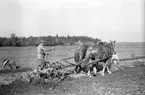 Potatisupptagning i Hille, 26 september 1946. Reportage för Arbetarbladet.