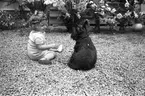 Hemma hos Direktör Bertil Matton på 50-årsdagen. 1946. Bilden tagen på Stugan, Bönan.
Sittande på marken Gunilla Matton och hunden Scottie.