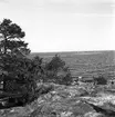 SM-tävling i segling. 1946.