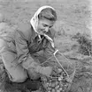 Potatisplockning. Hille Flickskolans elever. 25 september 1948.