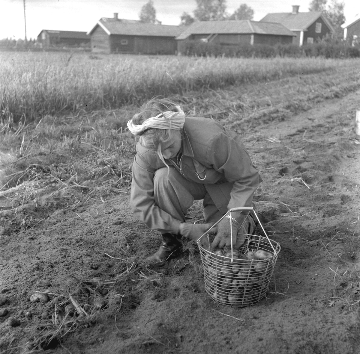 Potatisplockning. Hille Flickskolans elever. 25 september 1948.