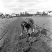 Potatisplockning. Hille Flickskolans elever. 25 september 1948.