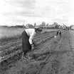 Potatisplockning. Hille Flickskolans elever. 25 september 1948.