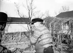 Reportage för Arbetarbladet. Koloniträdgården. Maj 1939