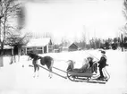 Furuvik Djurpark. Släde med barn och häst