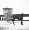 År 1937. Gefle-Dala Travbana. Travhäst. Reportage för Gefle Dagblad