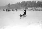 Hunddressyr på I 14. Februari 1949.