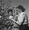 Husmoderns reportage från seminariet, blomsterkurs.   16 maj 1949.