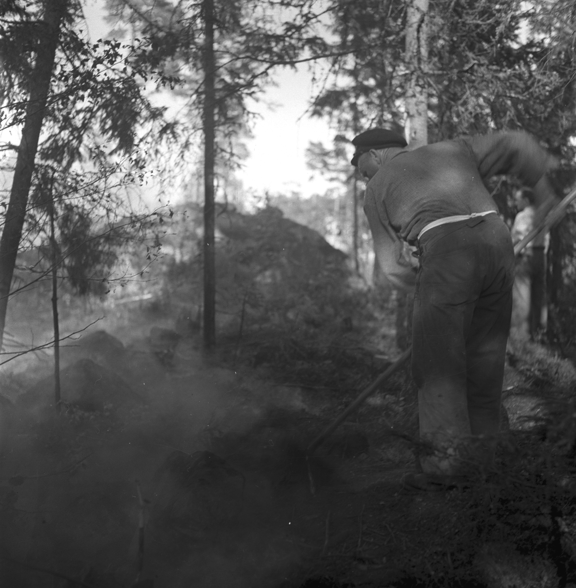 Skogsbrand i Sikvik. 23 juli 1949.