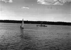 Flottbesök. 2 augusti 1946.