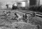 Koksplockning vid Fredriksskans. 1947. Reportage för Gefle Dagblad.