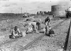 Koksplockning vid Fredriksskans. 1947. Reportage för Gefle Dagblad.