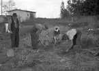 Koksplockning vid Fredriksskans. 1947. Reportage för Gefle Dagblad.