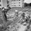 Trädgårdsodling. 1947. Reportage för Arbetarbladet.